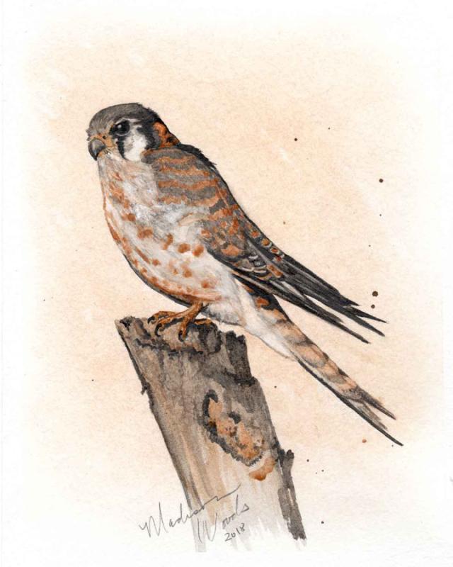 Kestrel-No-3