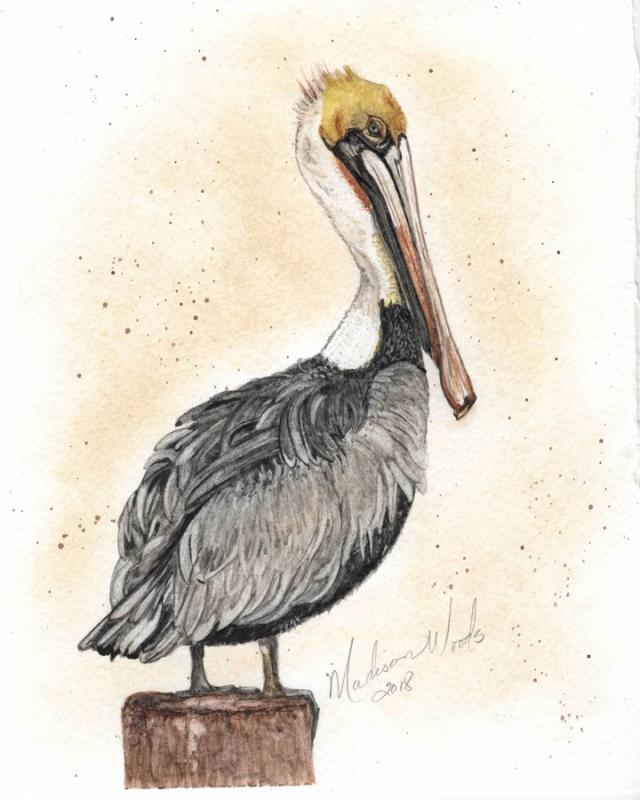 Pelican-No-1