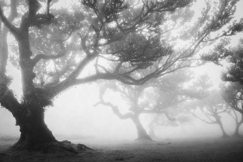 Faded-Grove